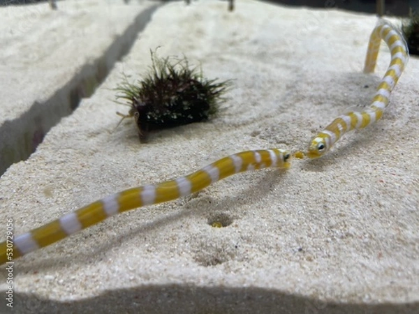 Obraz shell on the sand