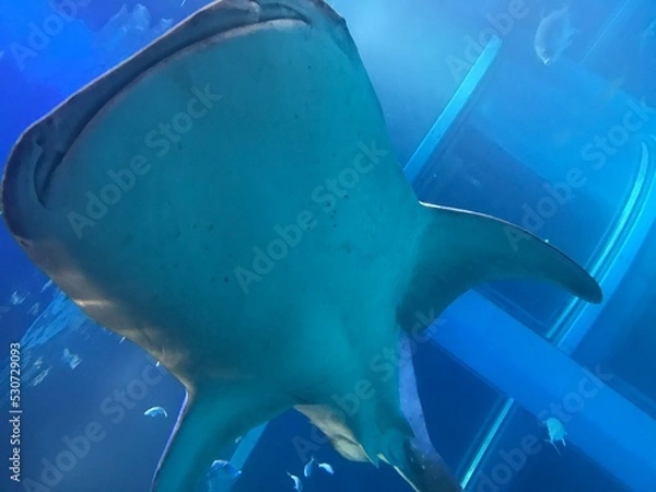 Obraz fish in aquarium