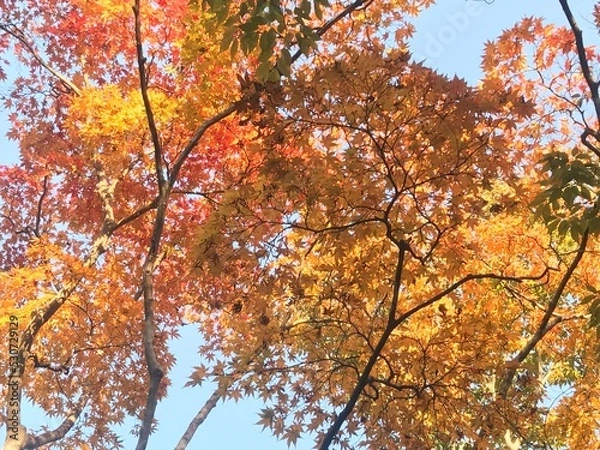 Obraz autumn in the park