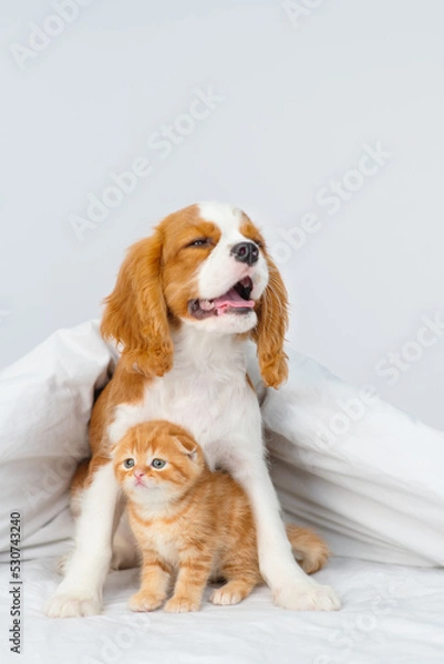 Fototapeta A King Charles Spaniel puppy covers a Scottish kitten under a blanket. Cute puppy and kitten at home