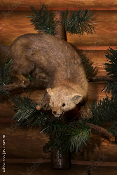 Fototapeta A stuffed weasel is sitting on a branch. Taxidermy.