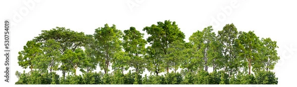 Obraz Green trees isolated on transparent background forest and summer foliage for both print and web with cut path and alpha channel