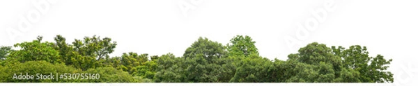 Fototapeta Green Trees on transparent background. are Forest and foliage in summer for both printing and web pages with cut path and alpha channel