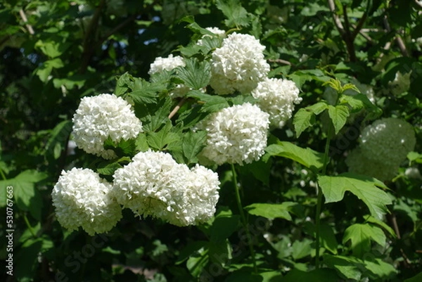 Fototapeta Foliage and round white inflorescences of Viburnum opulus roseum in mid May