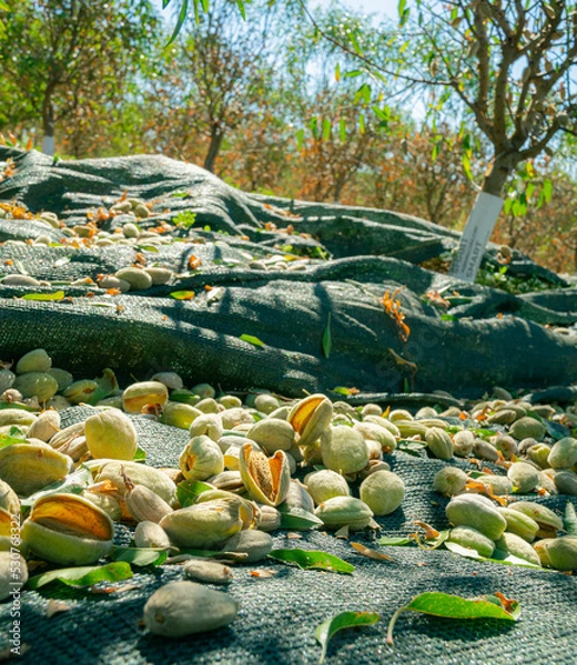 Obraz Almonds on the floor after harvest 
