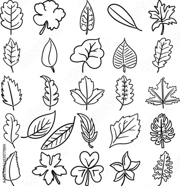 Obraz Leaves Hand Drawn Doodle Line Art Outline Set Containing leaf, leaves, frond, needle, petal, stalk, blade, bract, flag, leaflet, pad, petiole, scale, stipule, foliole
