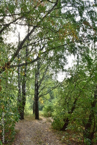 Fototapeta path in the forest