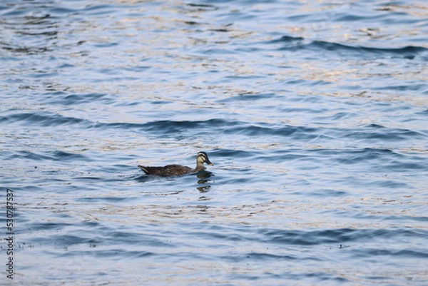 Fototapeta 湖を漂う