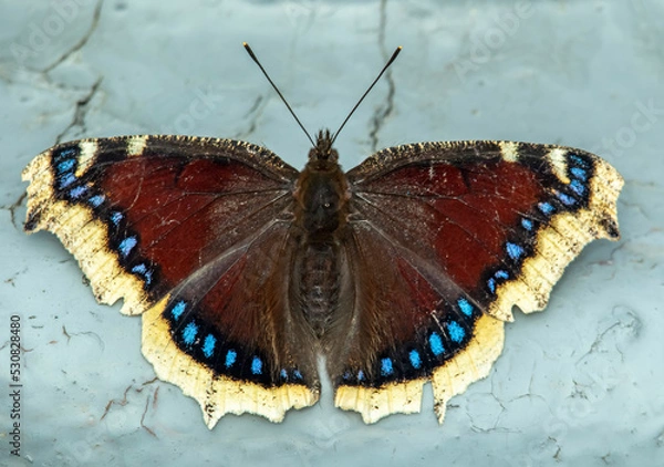 Fototapeta big mourning butterfly on a gray background,