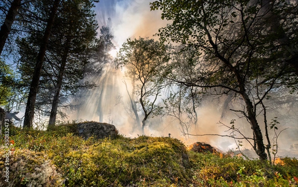 Obraz Forest fire in Norwegian pine forest with negative space