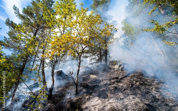 Obraz Forest fire in Norwegian pine forest with negative space