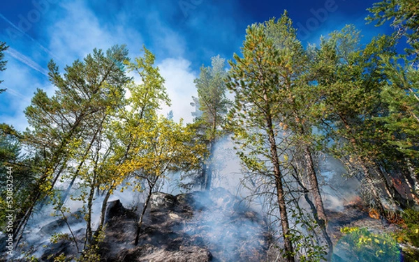 Obraz Forest fire in Norwegian pine forest with negative space