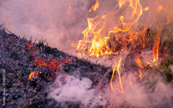 Obraz Forest fire in Norwegian pine forest with negative space