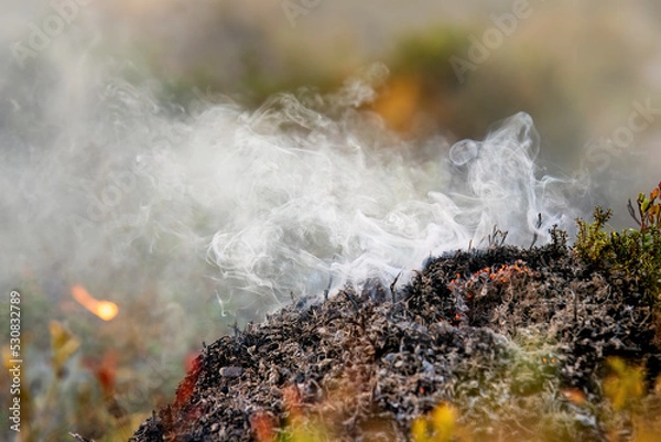 Obraz Forest fire in Norwegian pine forest with negative space