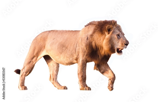 Fototapeta Lew na białym tle