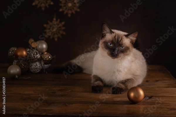 Fototapeta Birman cat (Color Point cat), preparation for Christmas and New Year.