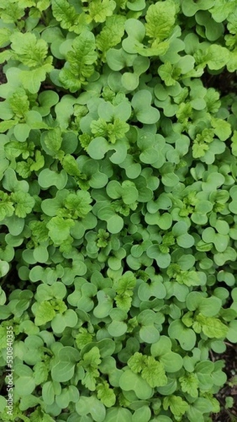 Fototapeta In the spring farm field young alfalfa grows. Clover Carpet

