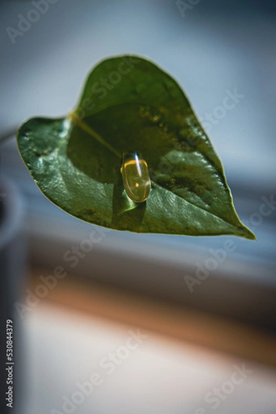 Obraz Leaf with plant based pills on clear background