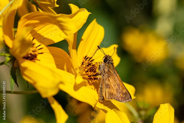 Fototapeta Sachem Butterfly drinking nectar from a yellow flower late summer - Atalopedes campestris