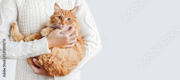 Fototapeta Woman in white cable-knit sweater holds ginger cat on hands. Fluffy pet with scared face expression. Light banner with copy space.