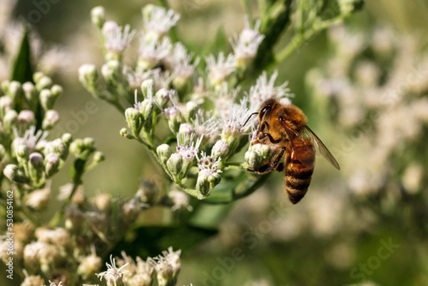 Fototapeta Western Honey Bee pollinator collecting nectar and pollen from white flower - Apis mellifera
