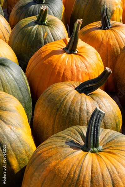 Fototapeta Fresh whole halloween pumpkins close up in a row