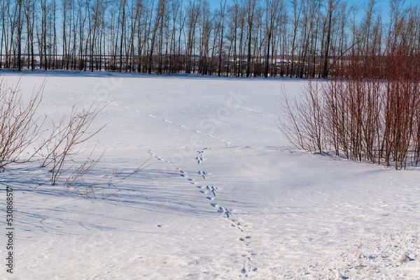 Fototapeta Traces of a wild animal in the field go into the winter forest. Animal tracks in the snow.