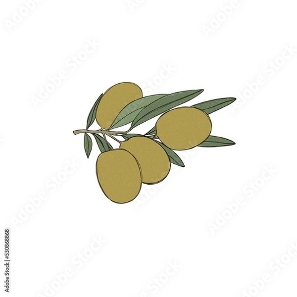 Obraz A sprig of olive tree, green olive berries, a set of illustrations painted in watercolor, isolated on a white background. Botanical elements for packaging design