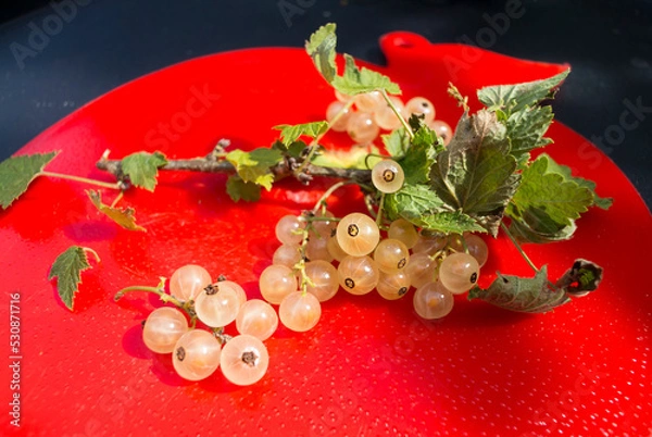 Fototapeta A bunch of white currant berries with leaves on a red plastic plate