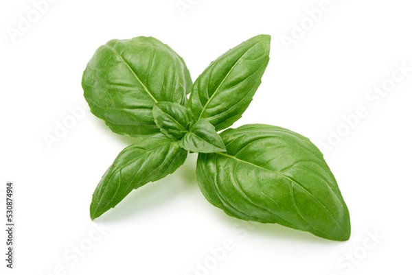 Fototapeta Fresh basil leaf isolated on white background, close up.