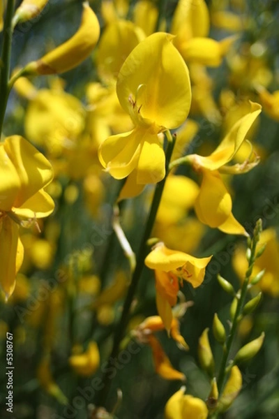 Obraz genet - genista 