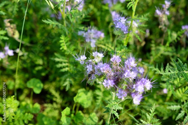 Fototapeta honey bee collecting nectar in the field in sunny day