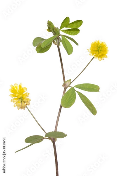 Obraz yellow clover