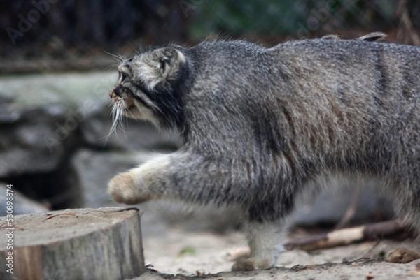 Obraz portrait of cute manul cat walking