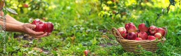 Obraz A male farmer harvests apples. Selective focus.