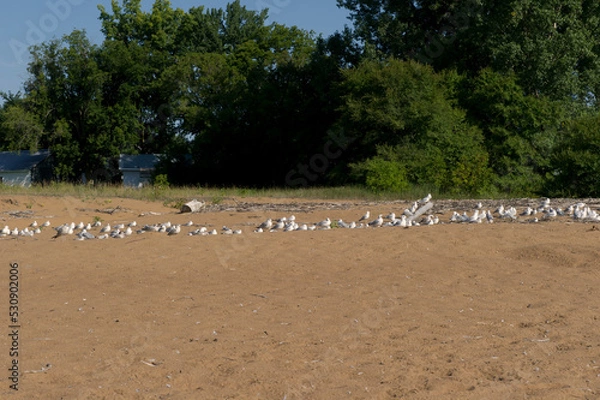 Obraz Goéland sur plage