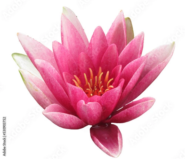 Obraz Pink waterlily blossom isolated on transparent background, close-up. Lotus bloom. High resolution image. Beautiful water blossom. Copy space. Isolated object.