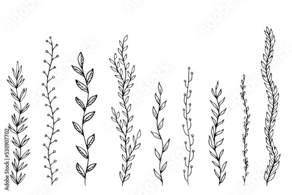 Obraz Leafs plants hand draw vector. Drawing beautiful  creeper leaf, decorative set