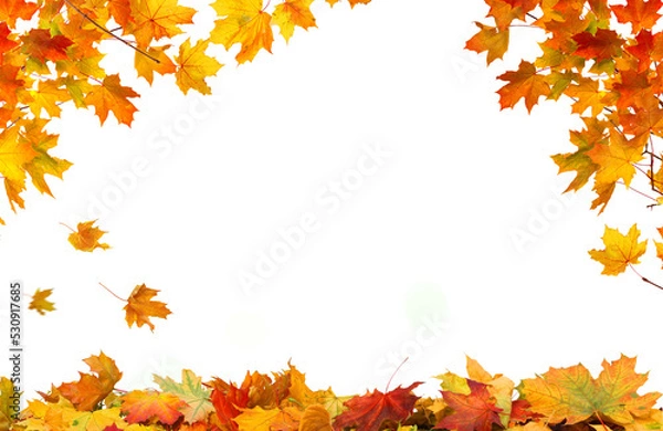 Obraz Leaf Frame. Autumn falling maple leaves isolated on white background. Fall  foliage.