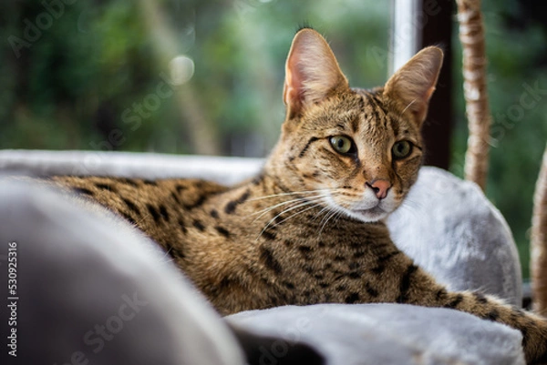 Fototapeta Savannah cat sits on a pedestal pillow against a background of greenery