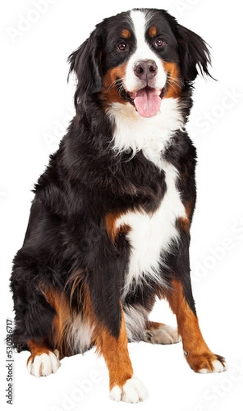 Obraz Bernese Mountain Dog Sitting - Extracted