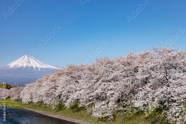 Obraz 桜並木と青空