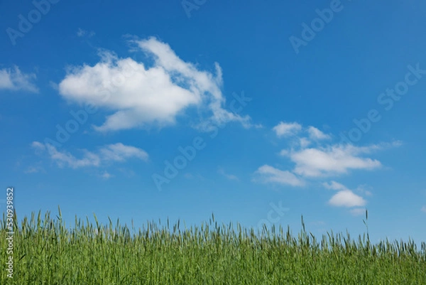 Obraz 草原と青空