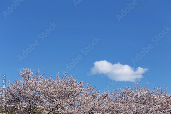 Obraz 桜花びらと青空