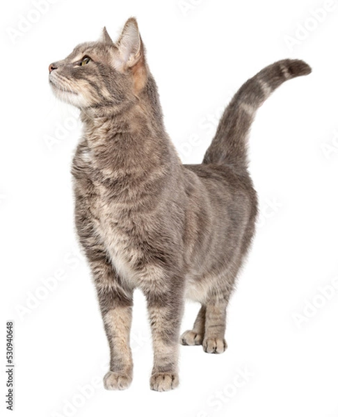 Fototapeta Curious Tabby Cat Stretching Neck Up Side - Extracted