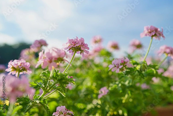 Obraz ローズゼラニウムと青空