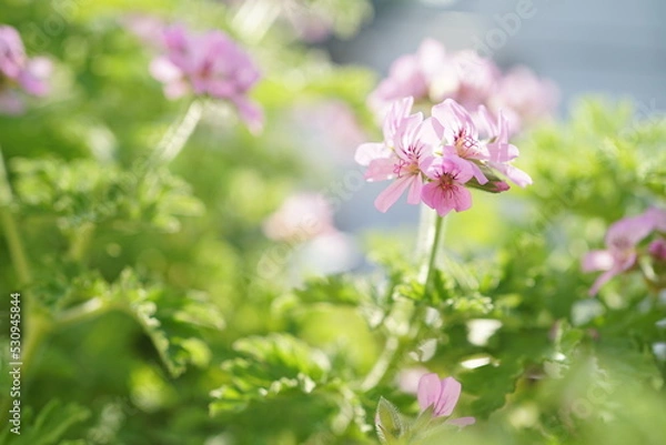 Obraz ローズゼラニウムのアップ(1)