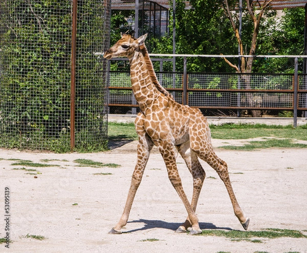 Obraz baby giraffe