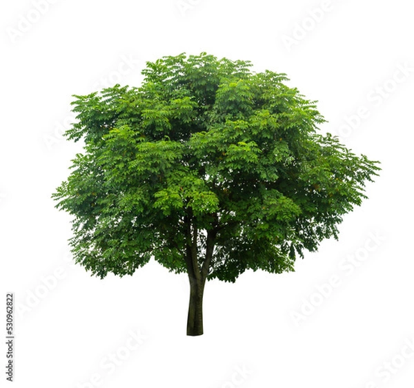 Fototapeta Isolated tree on white background PNG file