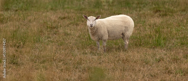 Fototapeta Sheep at the local farm. A group of sheep on a pasture. A small herd of sheep in a summer meadow
